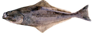 Alaska Halibut Fishing Guide Alaska Halibut Fishing Guide